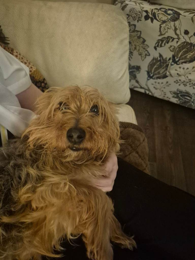 Burt for sale ,a good old chap