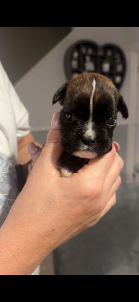 Boxer puppy