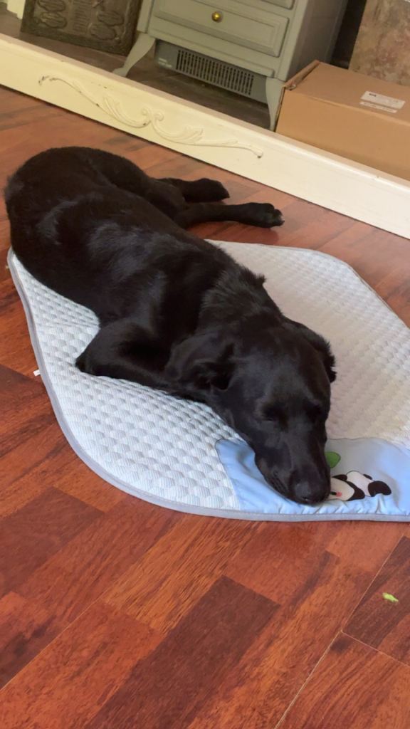 Cocker x collie 