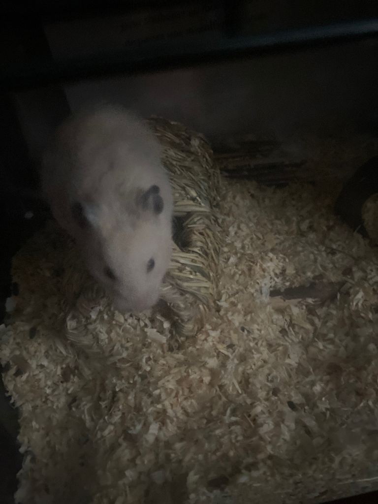 Hamster 