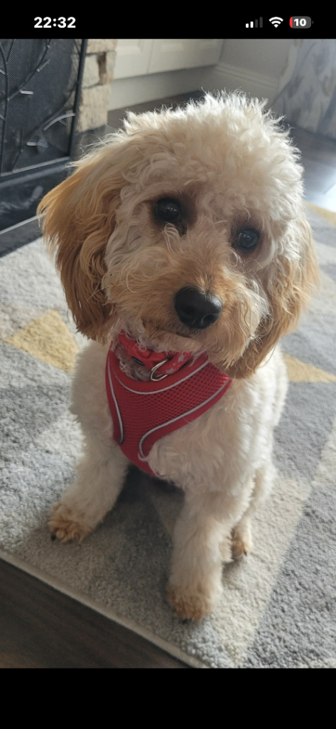 Cockapoo  female