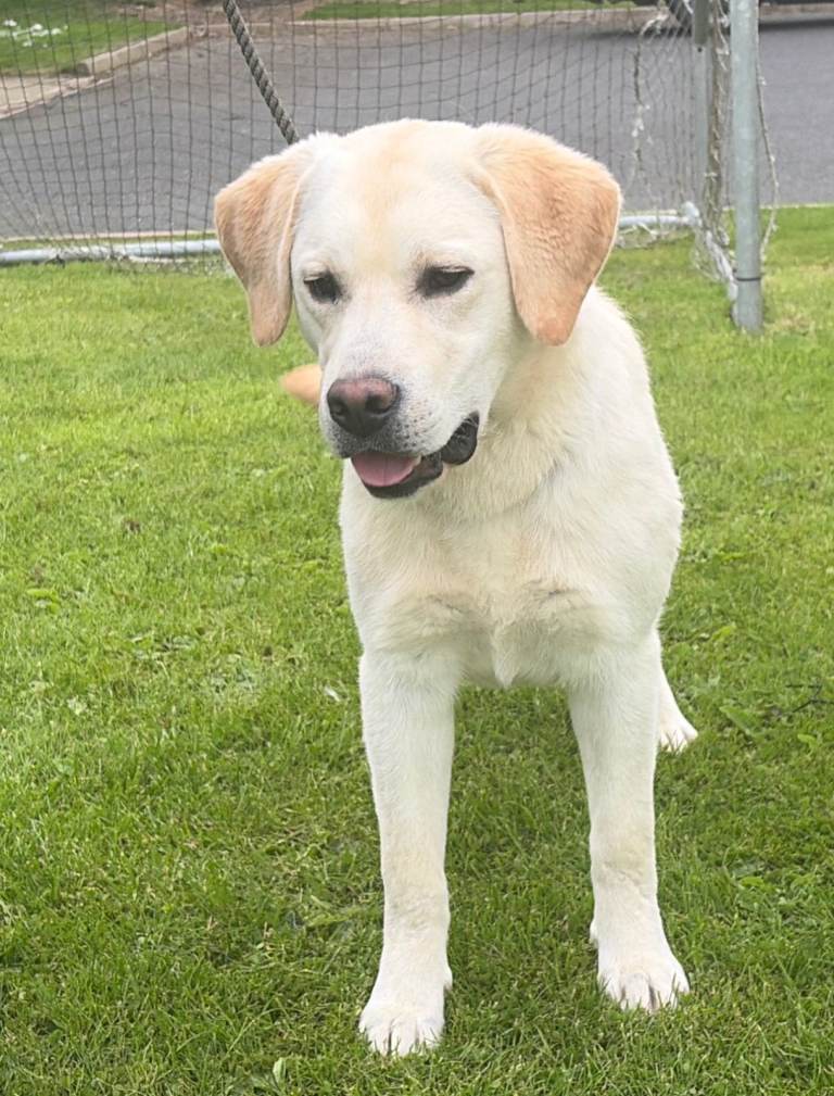 Quality Pedigree KC Registered male