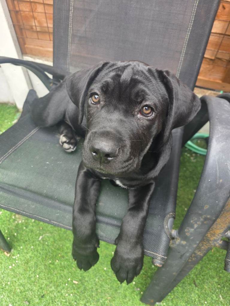 Cane corso puppies 