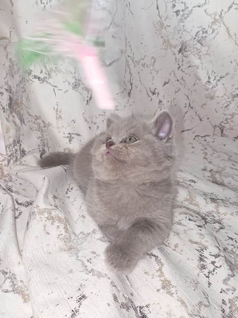 5 Britsh shorthair kittens for sale