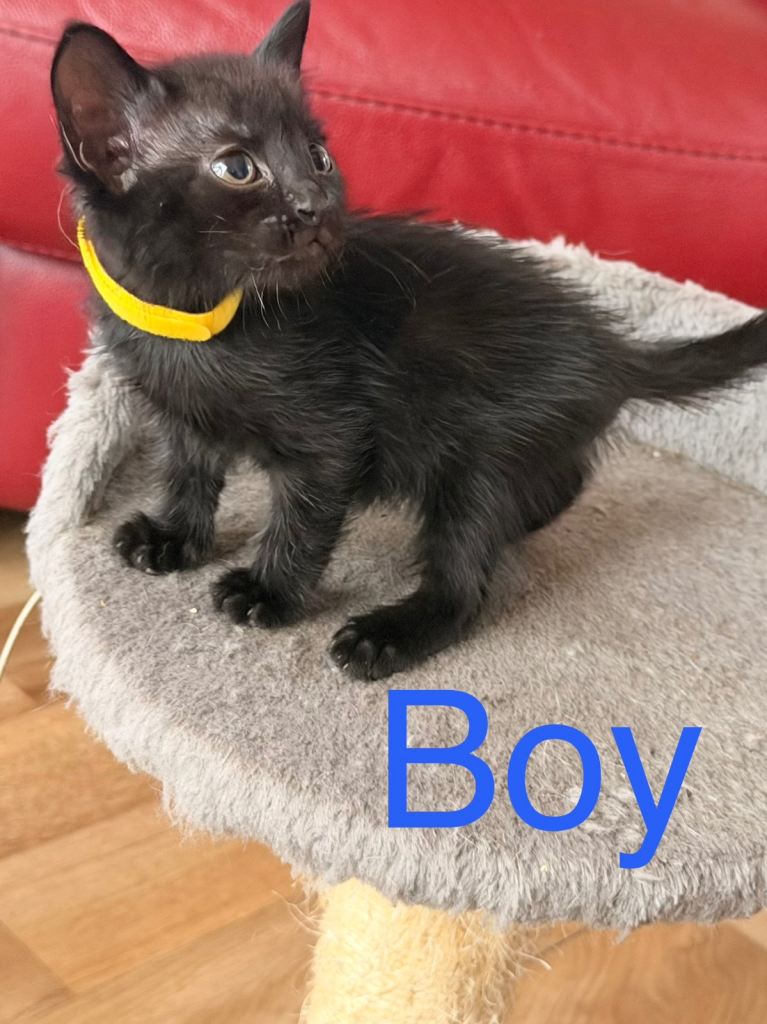 Kittens