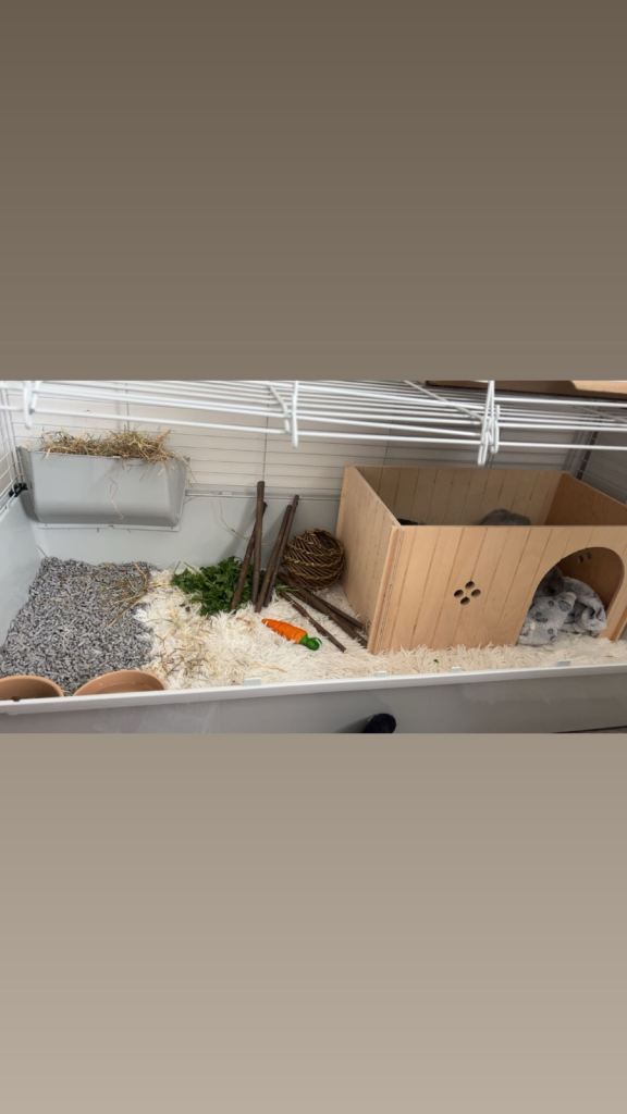 rabbits 