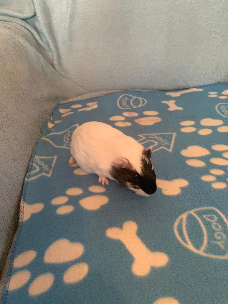 Baby Guinea pigs for sale 