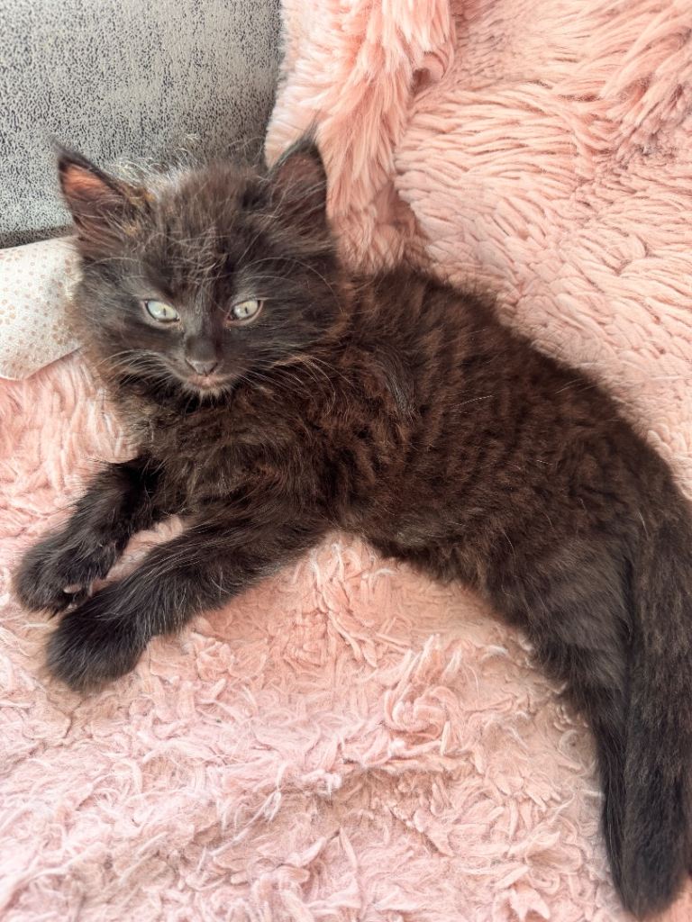 Ragdoll kittens for sale