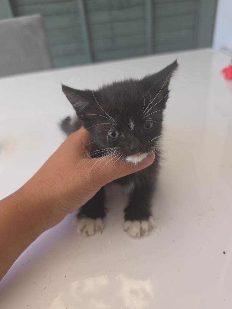 Kittens 