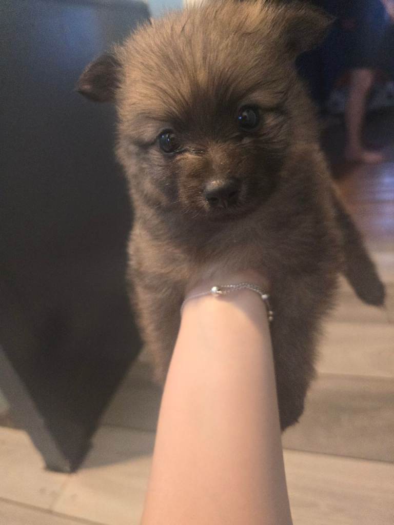 Pomeranian Puppy Boy