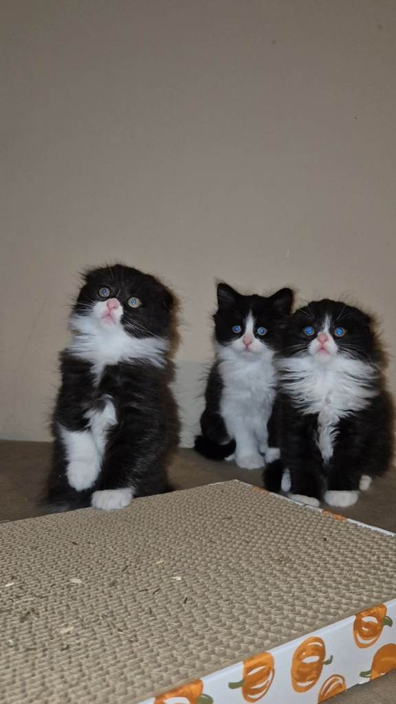 Adorable tuxedo kittens - ready to leave now