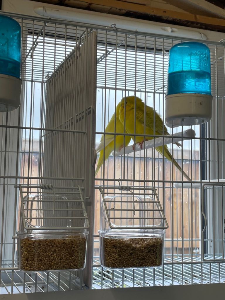 Budgies 