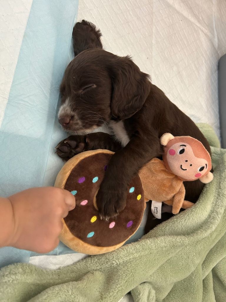 Cocker spaniel puppy male