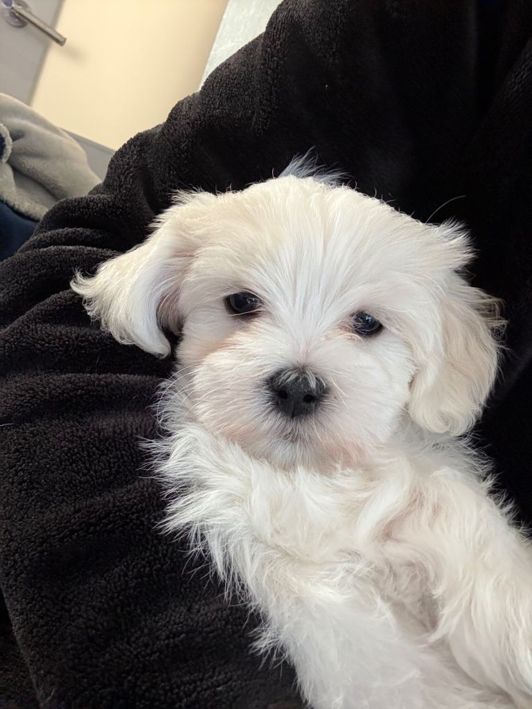 Bichon puppies for sale