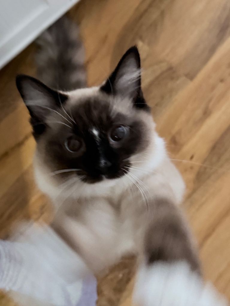 Two bonded cats for sale 