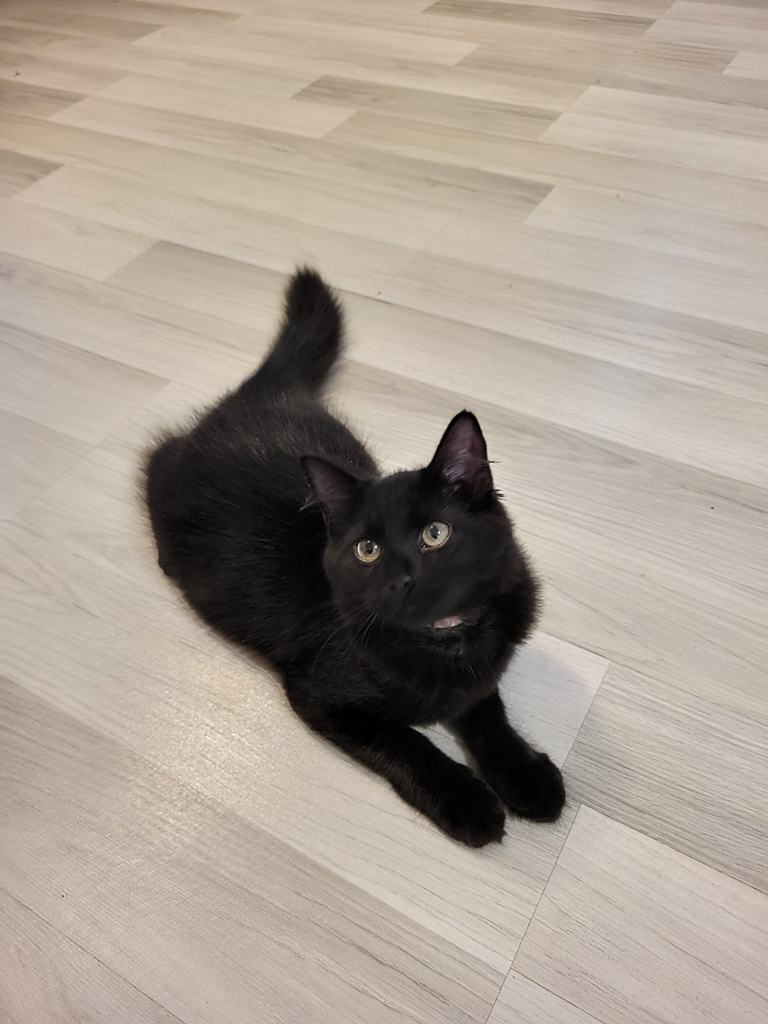 1 gorgeous girl left from Maine Coon x litter