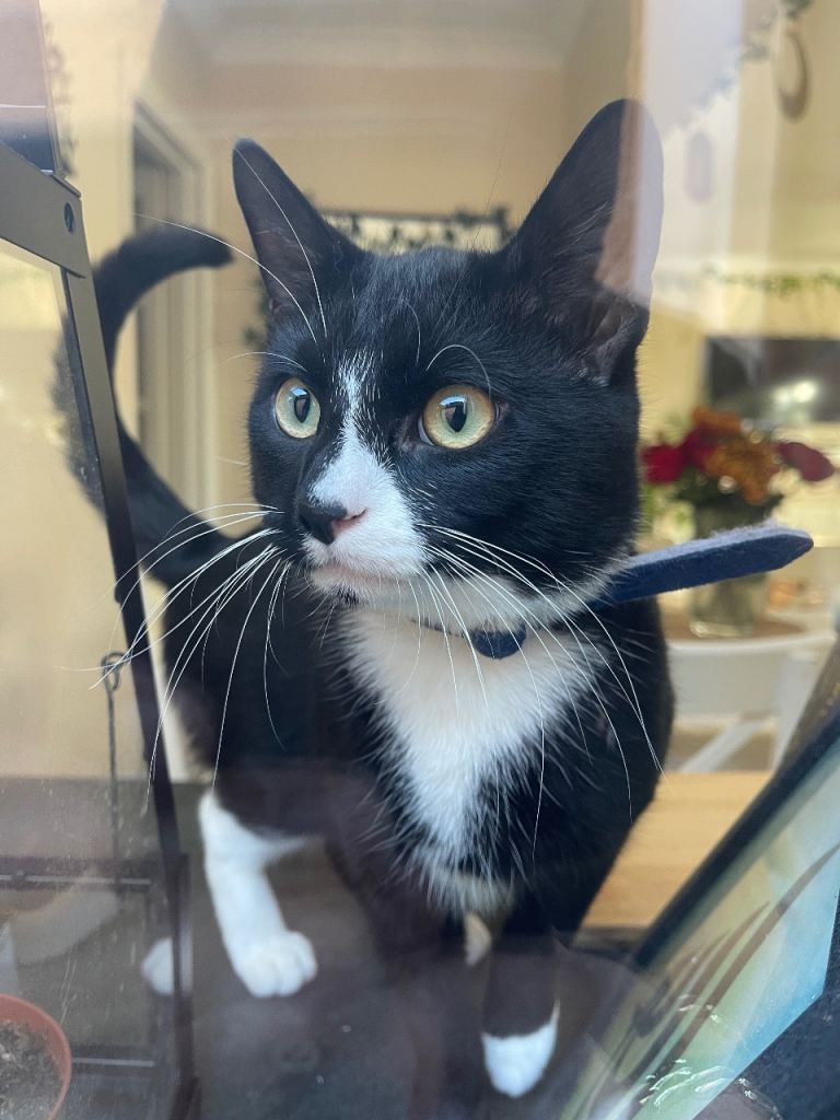 Friendly cat for sale 