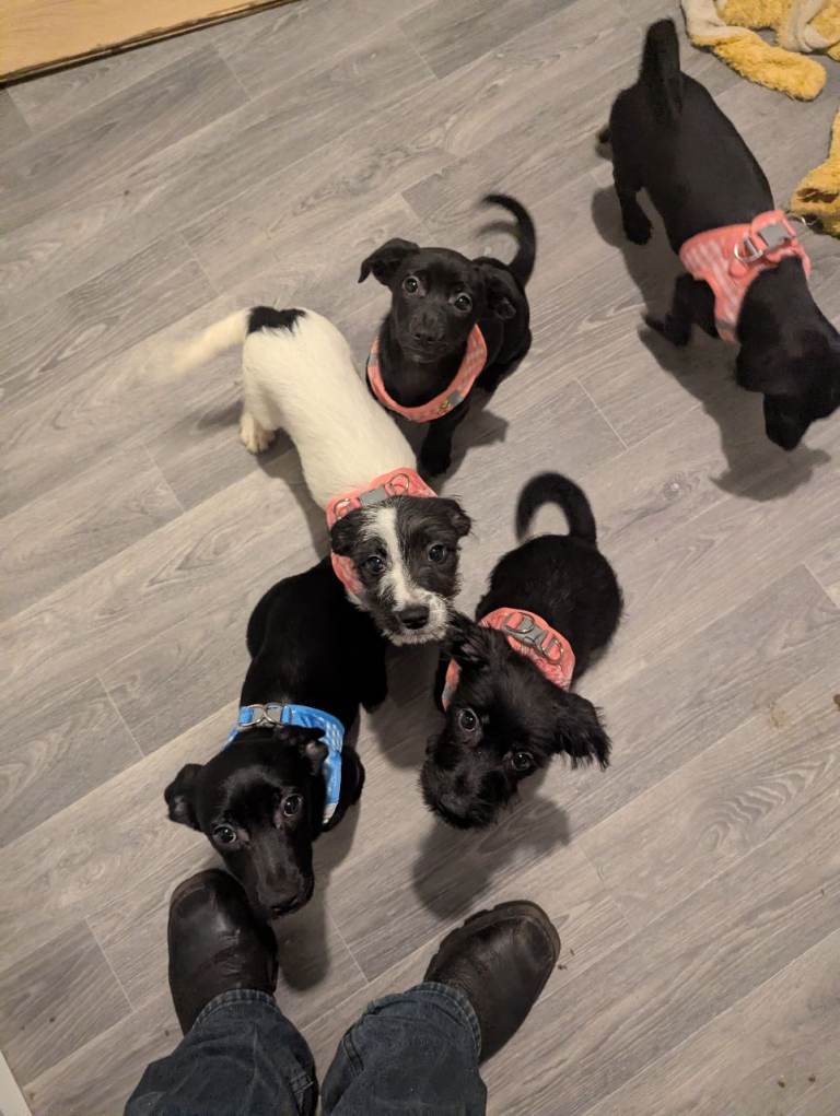 Accidental litter , puppies 