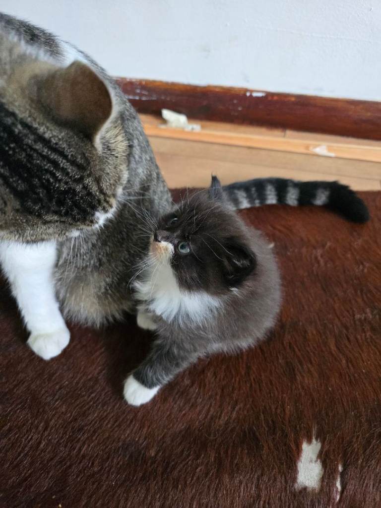 Fluff kittens