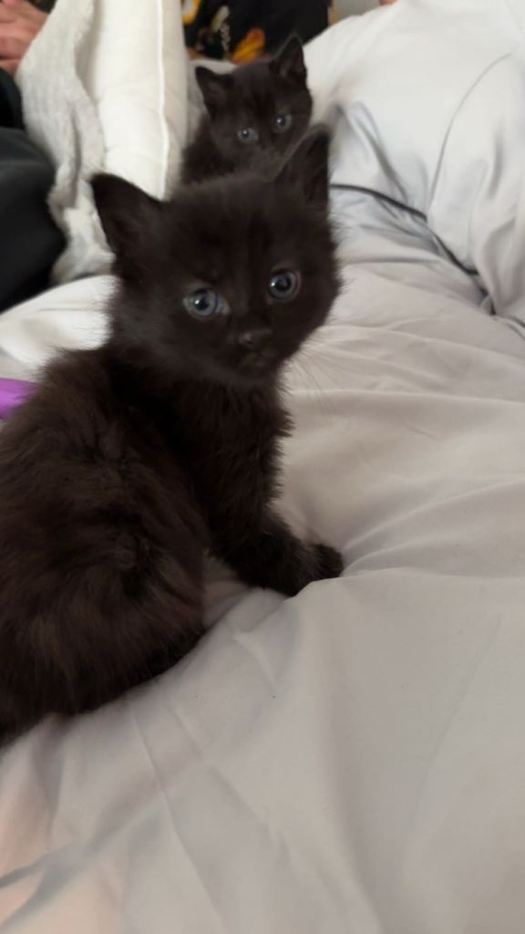 kittens 