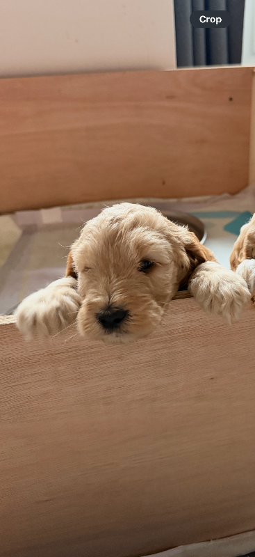 Cockapoo puppies 1 boy left 