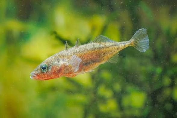 UK Native Coarse Fish - Sticklebacks, Crucian Carp, Perch, Roach, Rudd etc