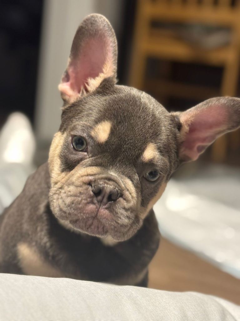 Blue French Bulldog Puppy – £1,500