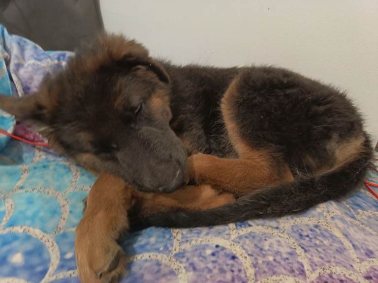 Blue german Shepherd puppy