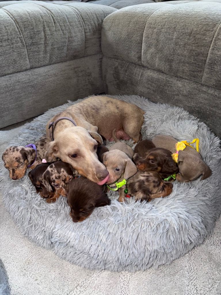 Miniature Dachshunds for sale