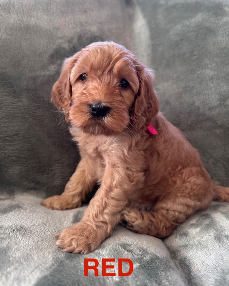 🐾Stunning Cockapoo Puppies 🐾   1 BOY LEFT 