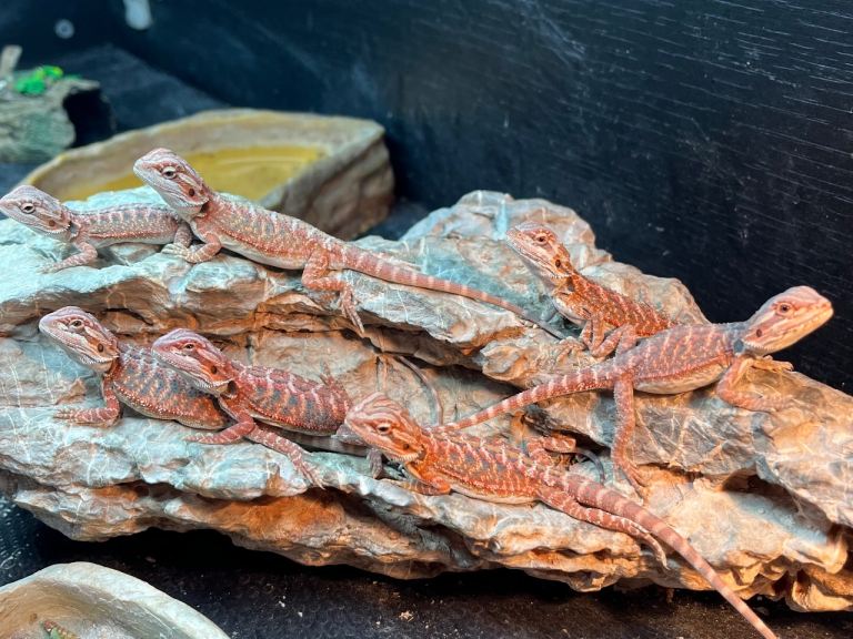 Red baby bearded dragons 