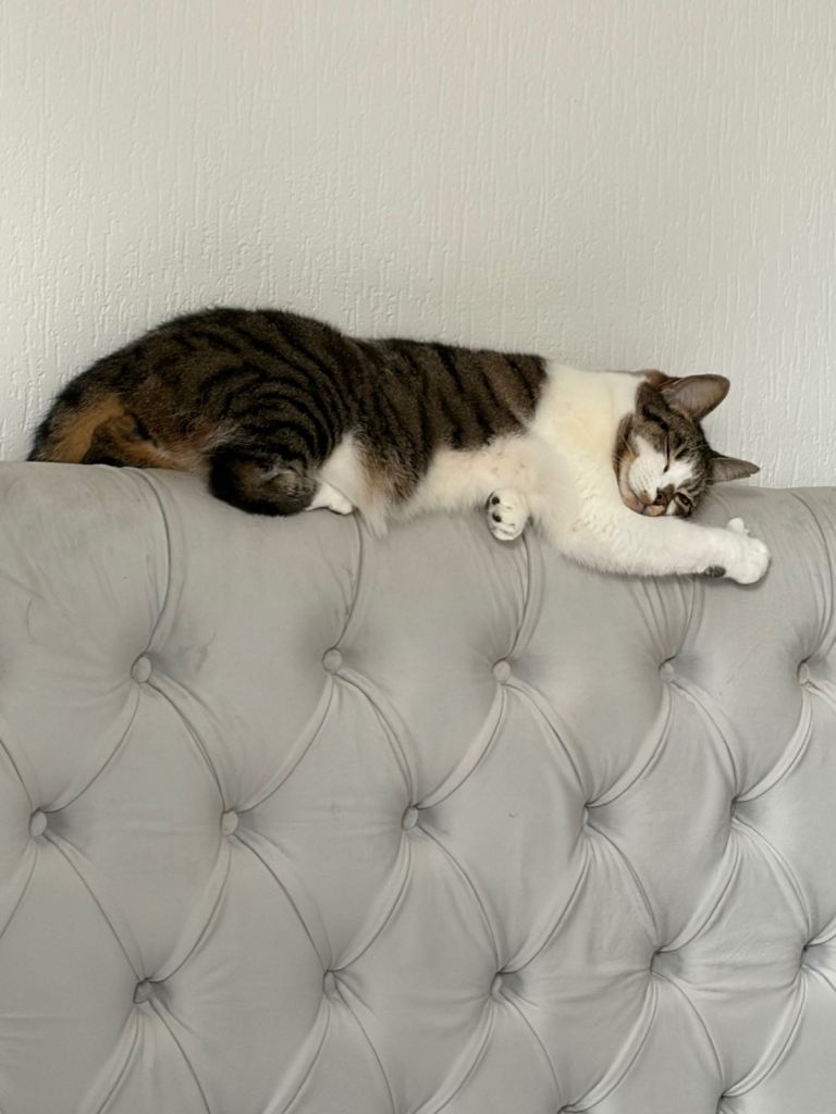 Cat for Sale - Moon
