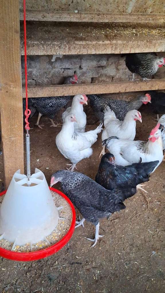 MALE FEMALE CHICKENS FOR SALE
