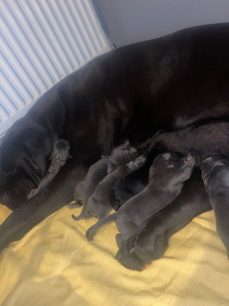 Cane corso Beautiful litter of 7 puppies
