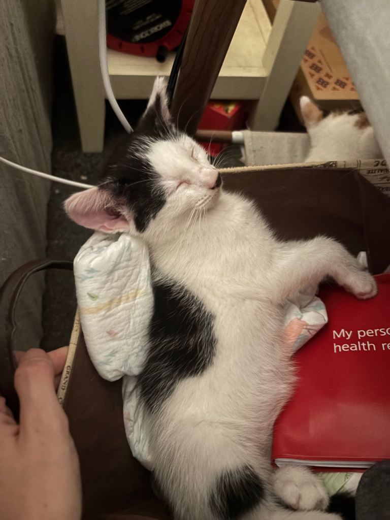 4 playful kittens to goto loving homes 