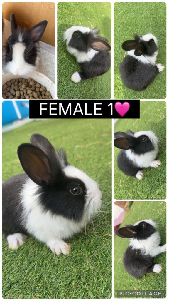 3 Female Lionheads