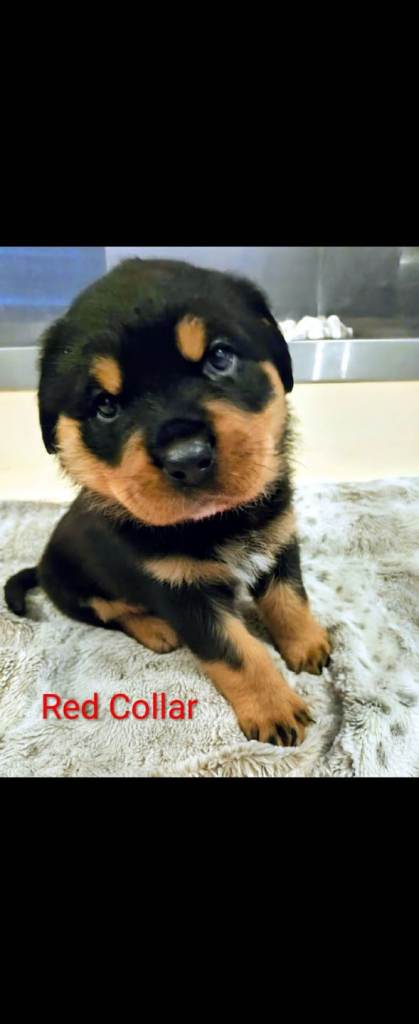 Rottweiler puppies 