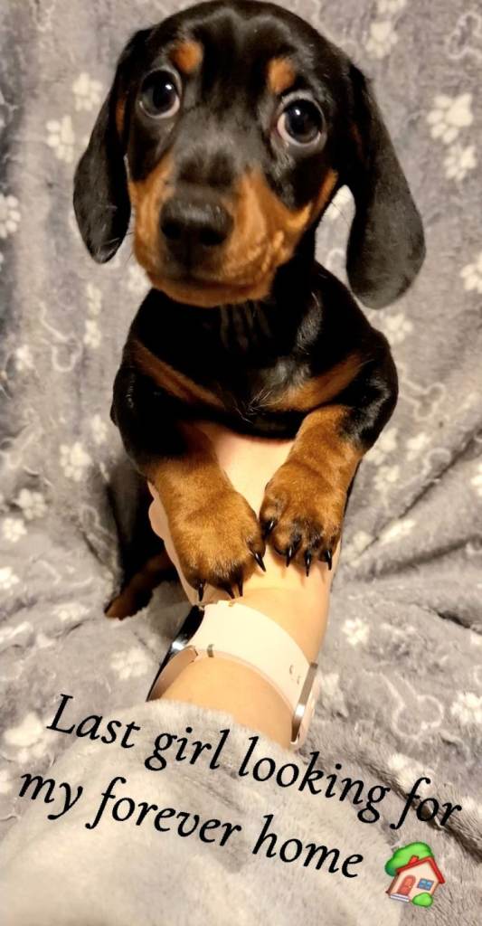 Miniature Dachshund Puppies 