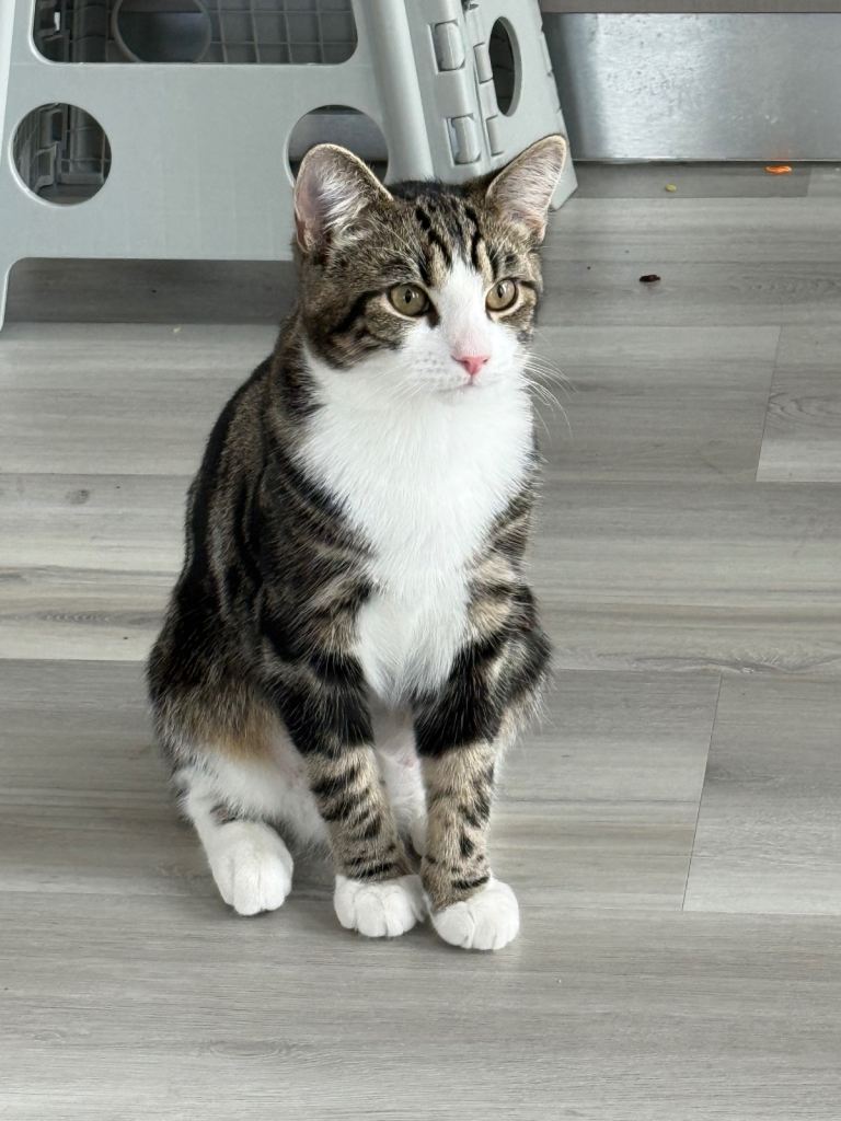 Tabby Kitten 6 months Friendly Cat