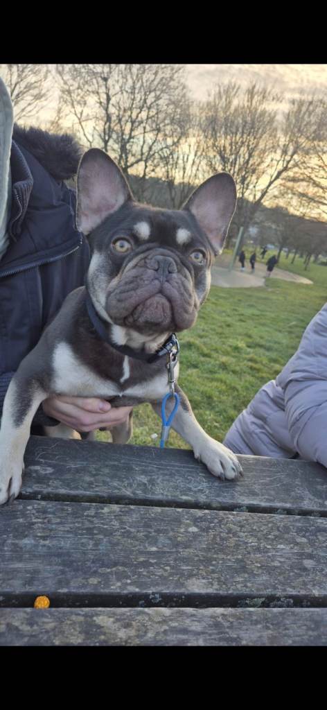 2 year old french bulldog