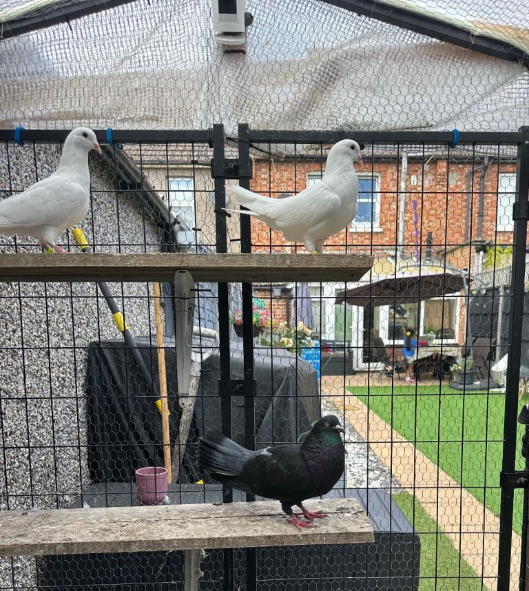 Pigeons,doves 