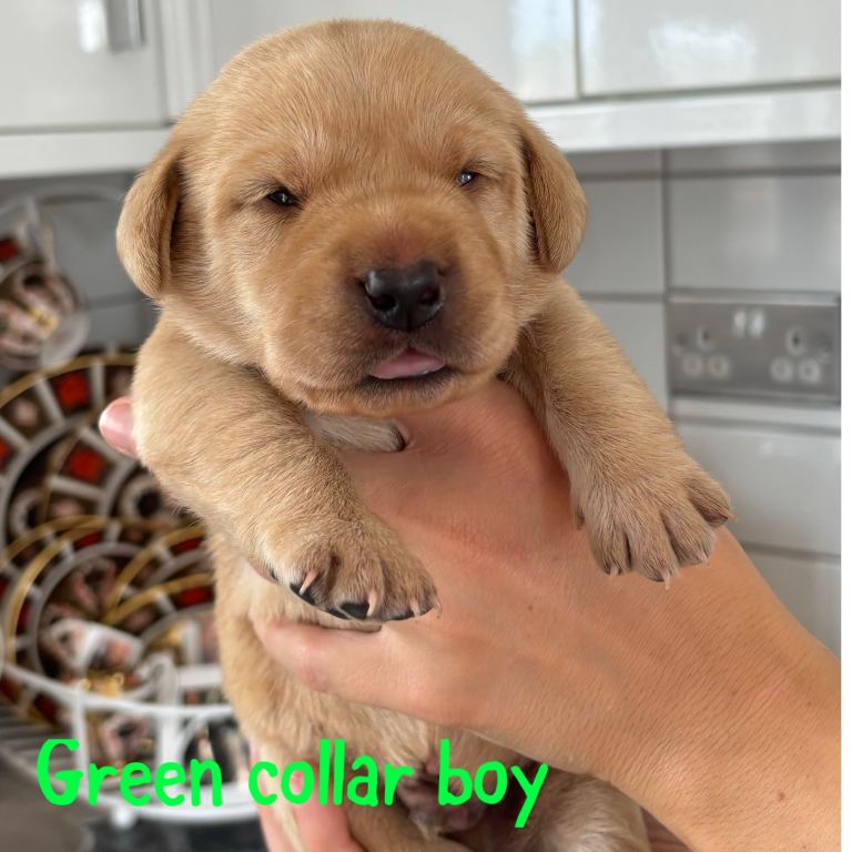 Golden&Cream Kc Registered Labrador Retrievers 