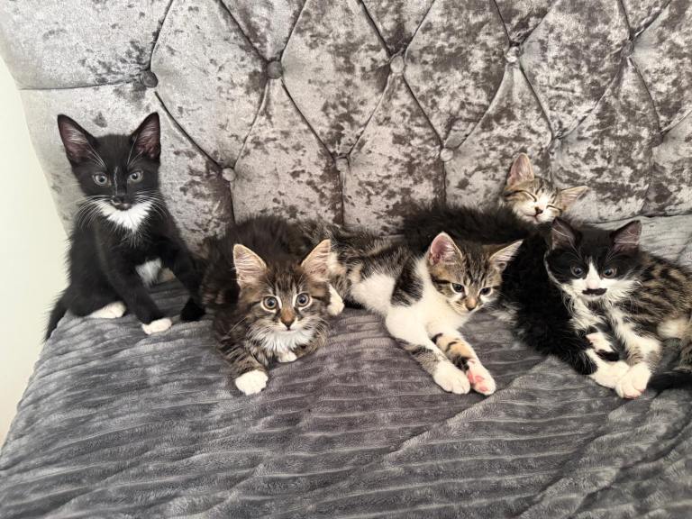 Mixed gender kittens for sell 