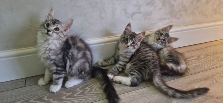 Full Pedigree maine coon kittens tica registered 