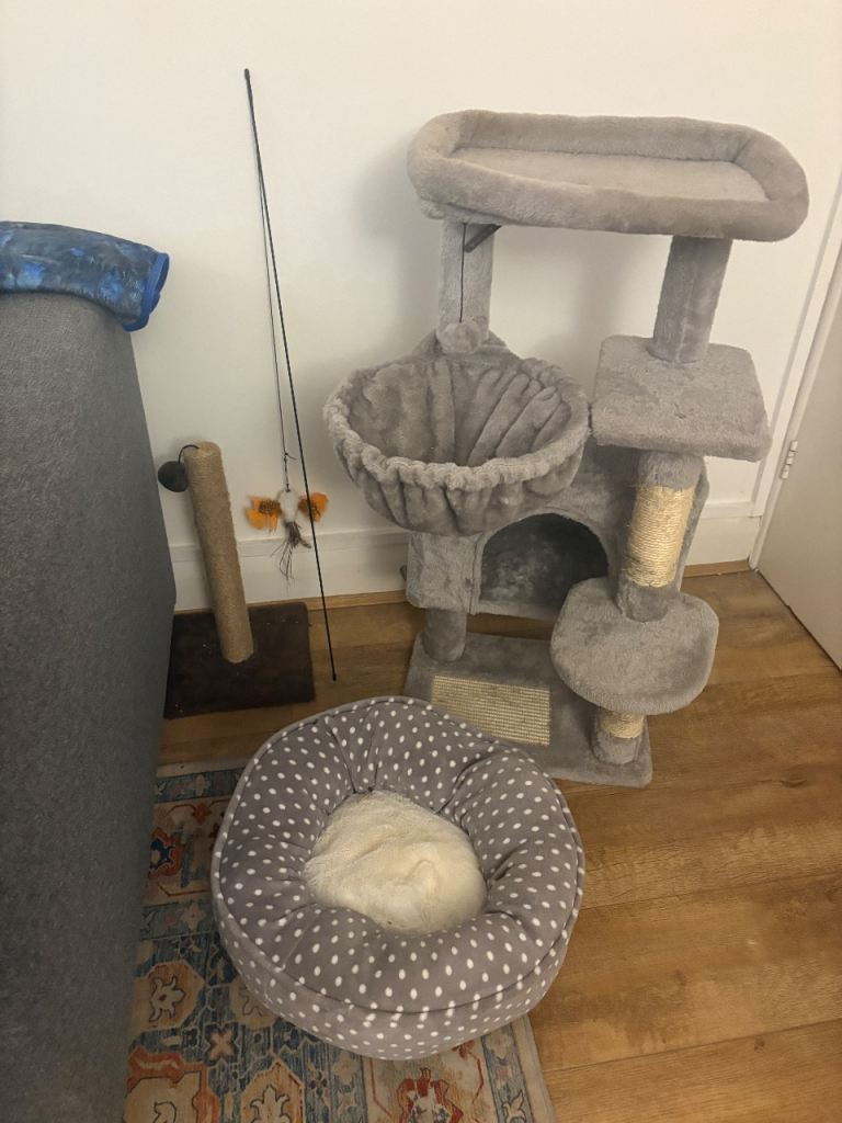 Various Cat equipment/accessories