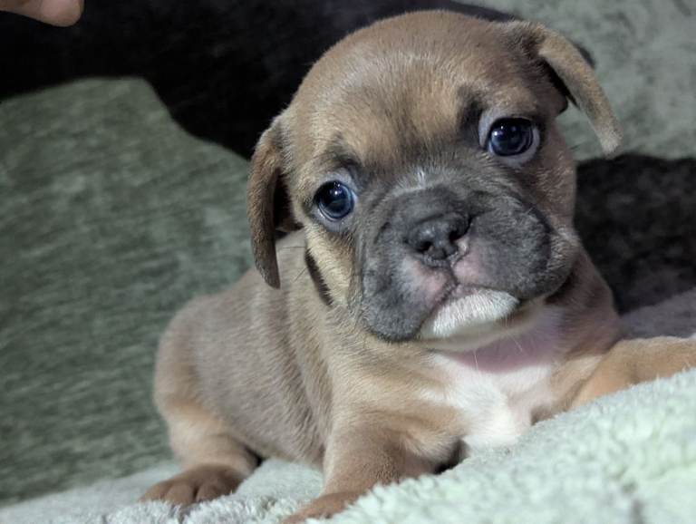 French bulldog puppies 