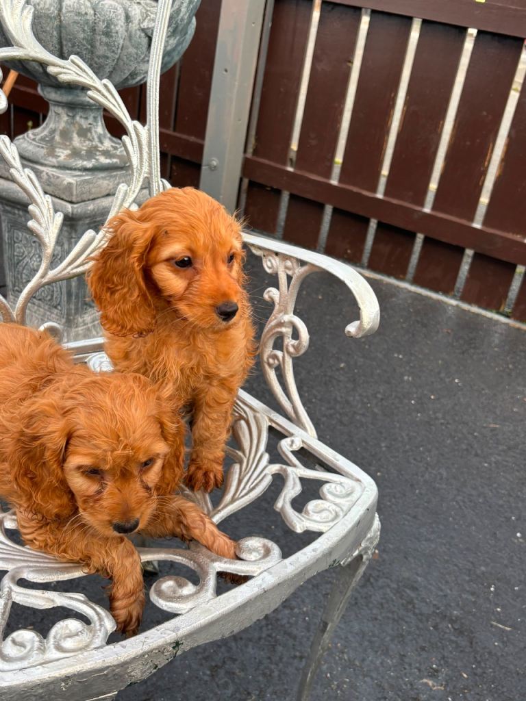 cockapoo pups