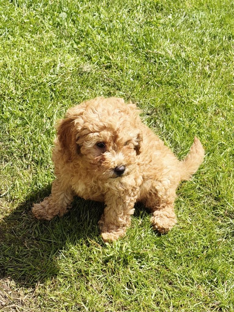 Cavapoochons 