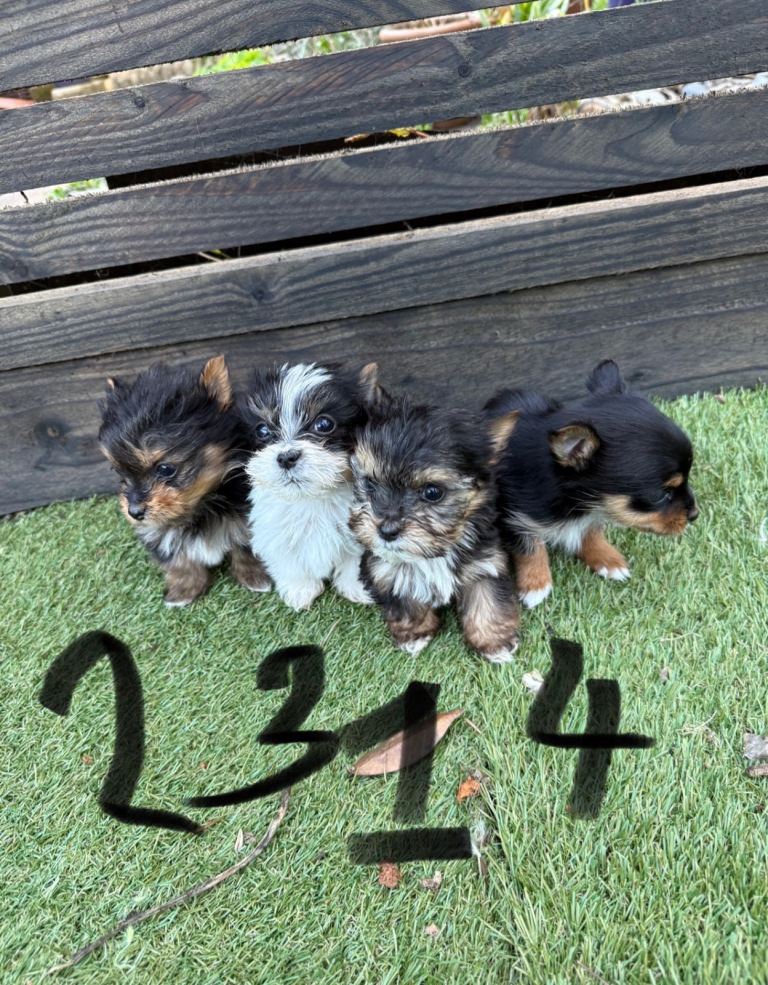 4 adorable puppies need a forever home❤️