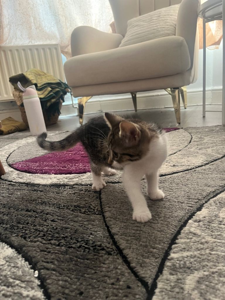 Female kitten 